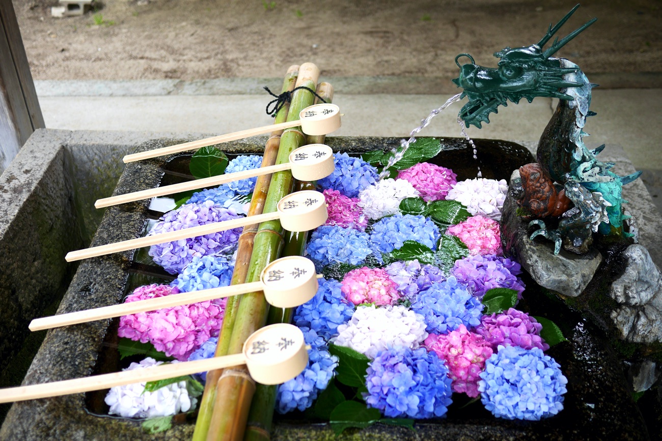 手水鉢に浮かぶあじさいの花