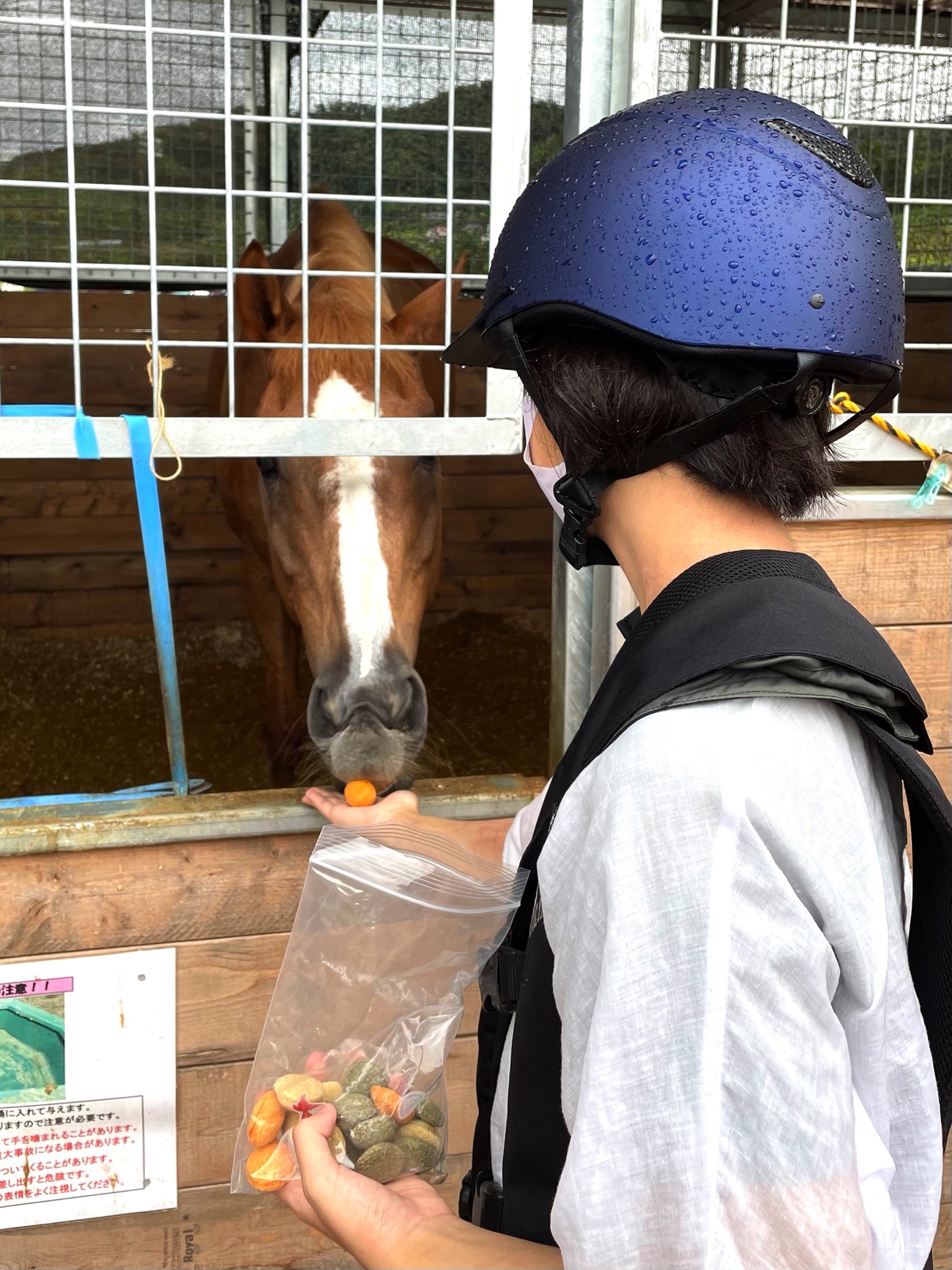 馬とのふれあい体験