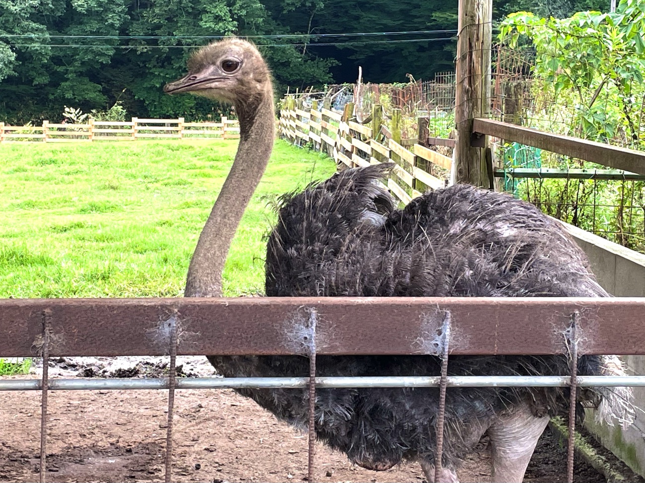 馬と同じ牧草地にいるダチョウ