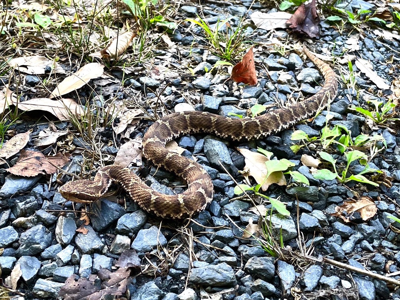 マムシと遭遇!