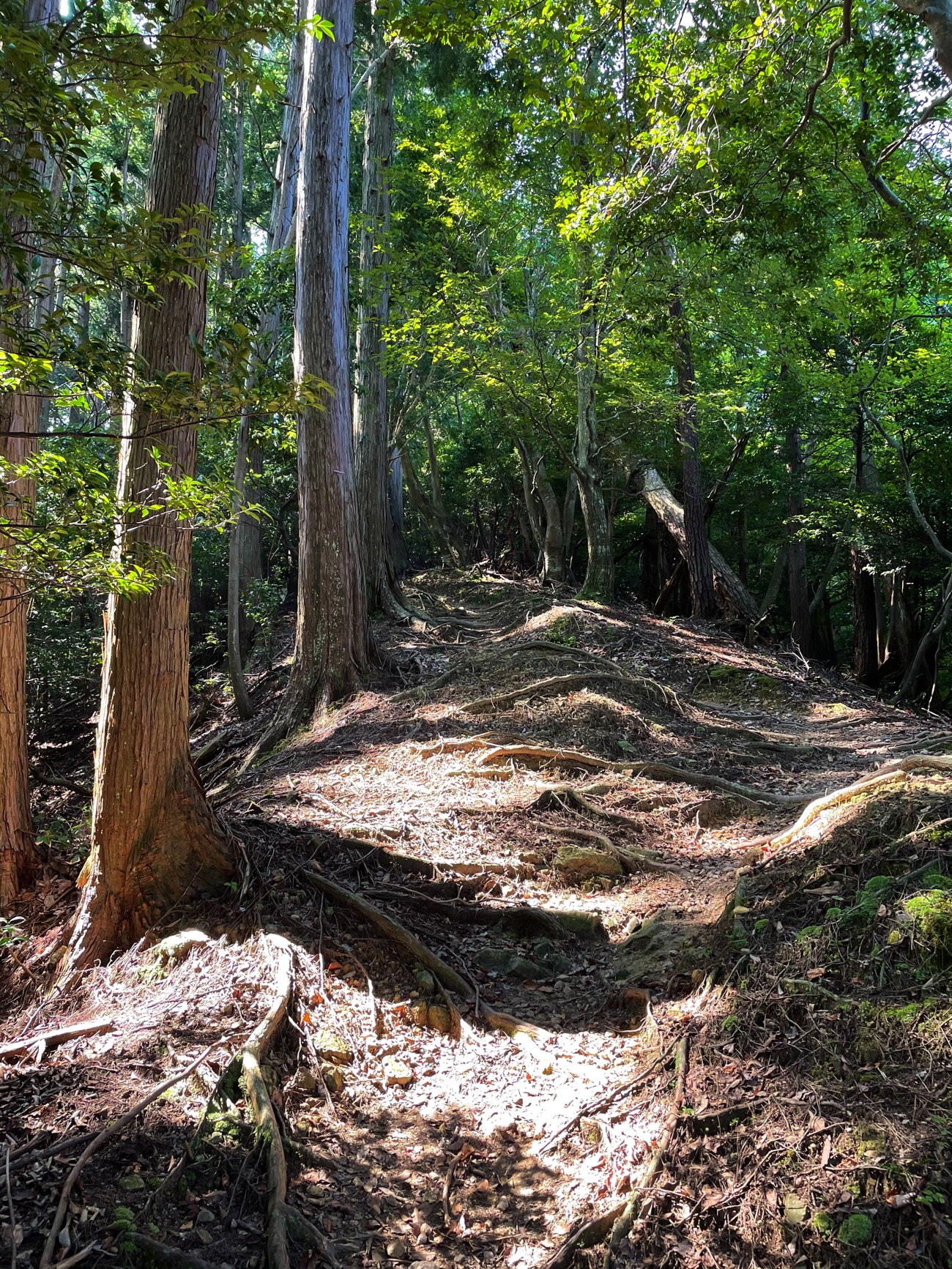 「向山」へ歩く