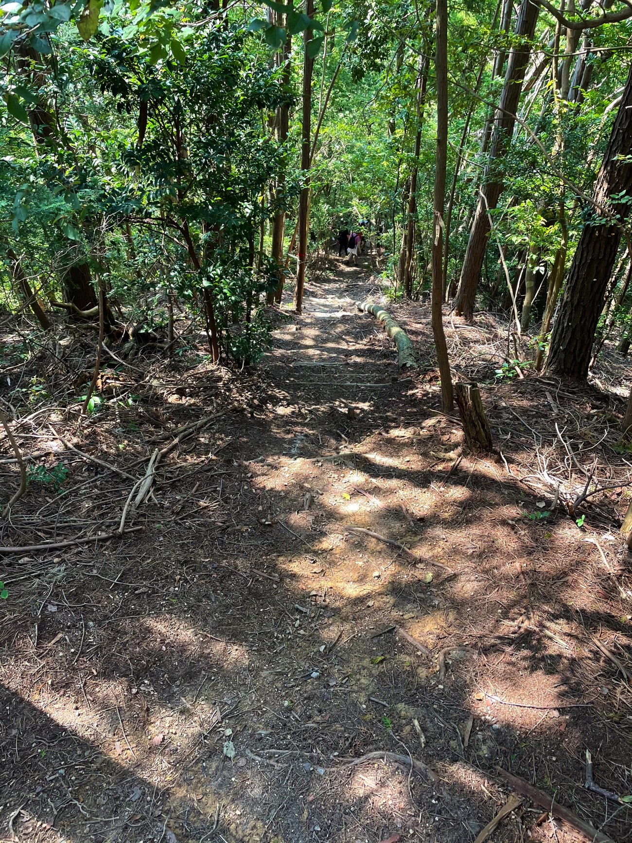 「向山」の山頂