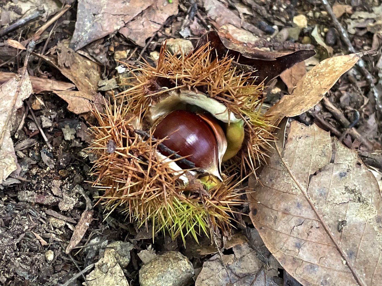 いがぐりを発見