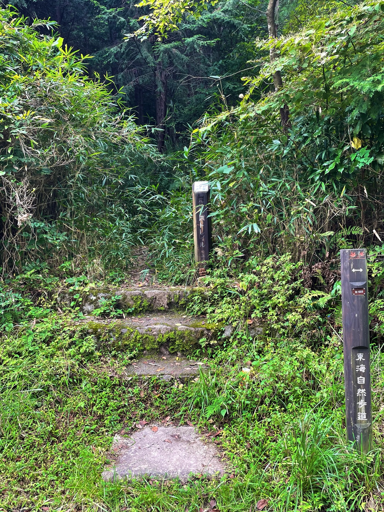 再び山道へ