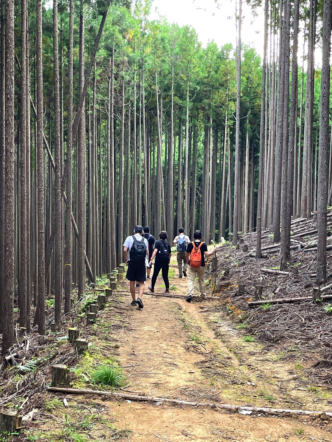 真っ直ぐに伸びた北山杉