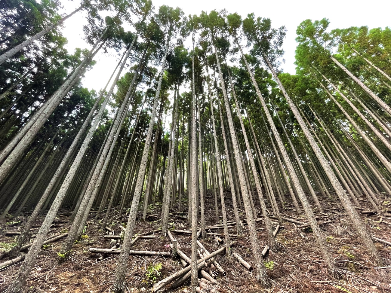 真っ直ぐに伸びた北山杉