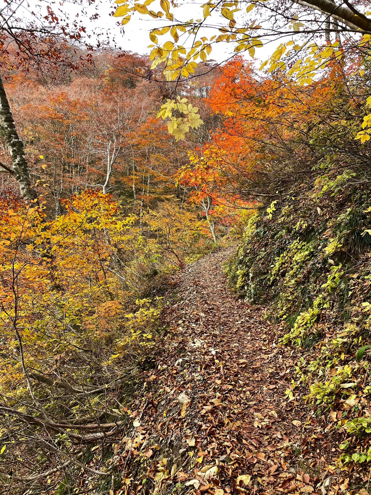 色あざやかな山道