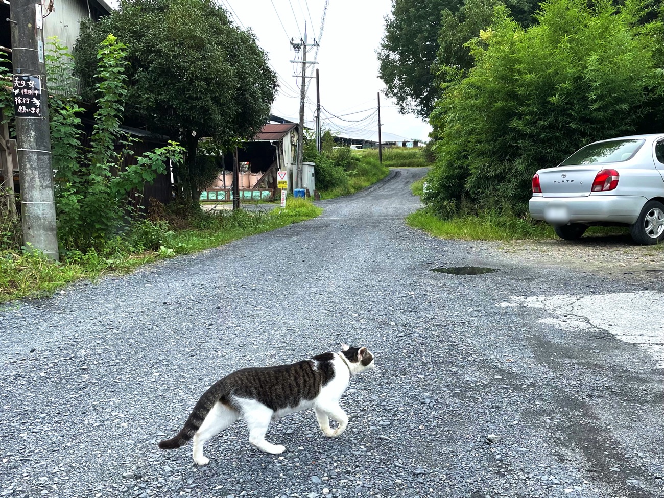 道路を横断する猫