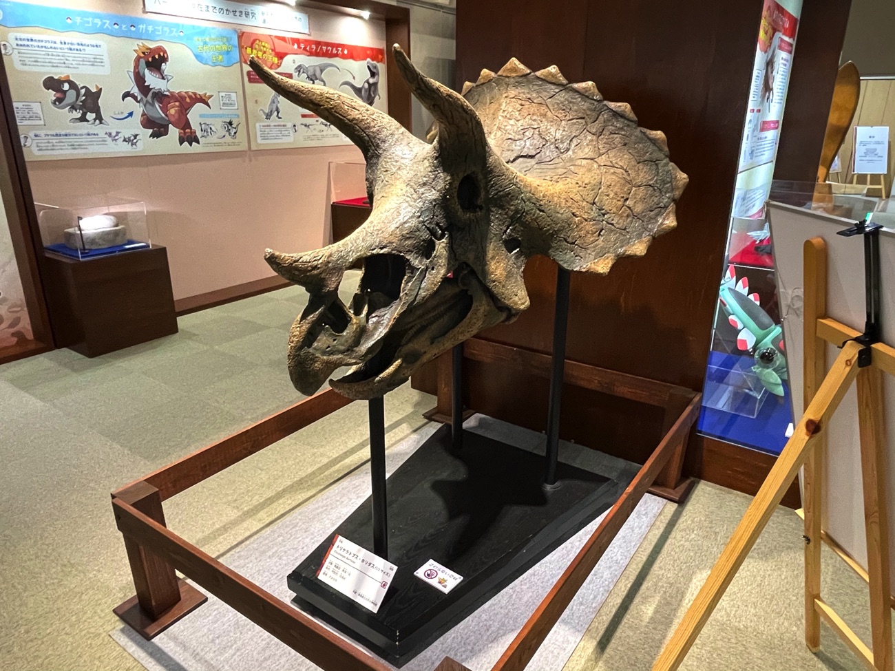 「トリケラトプス」の骨格模型