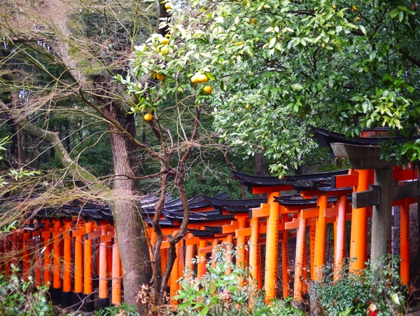 稲荷山の木々もきれい!