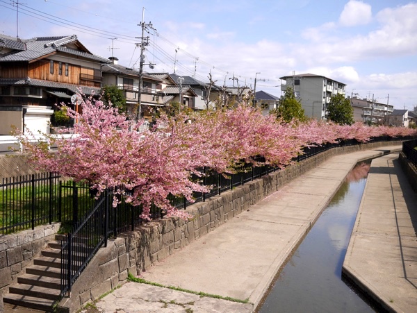 桜 淀 河津 『淀の河津桜』