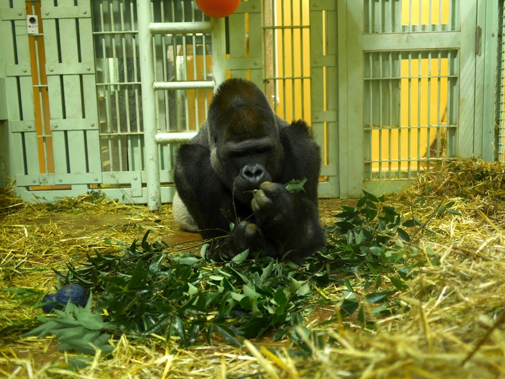 モモタロウはお食事中