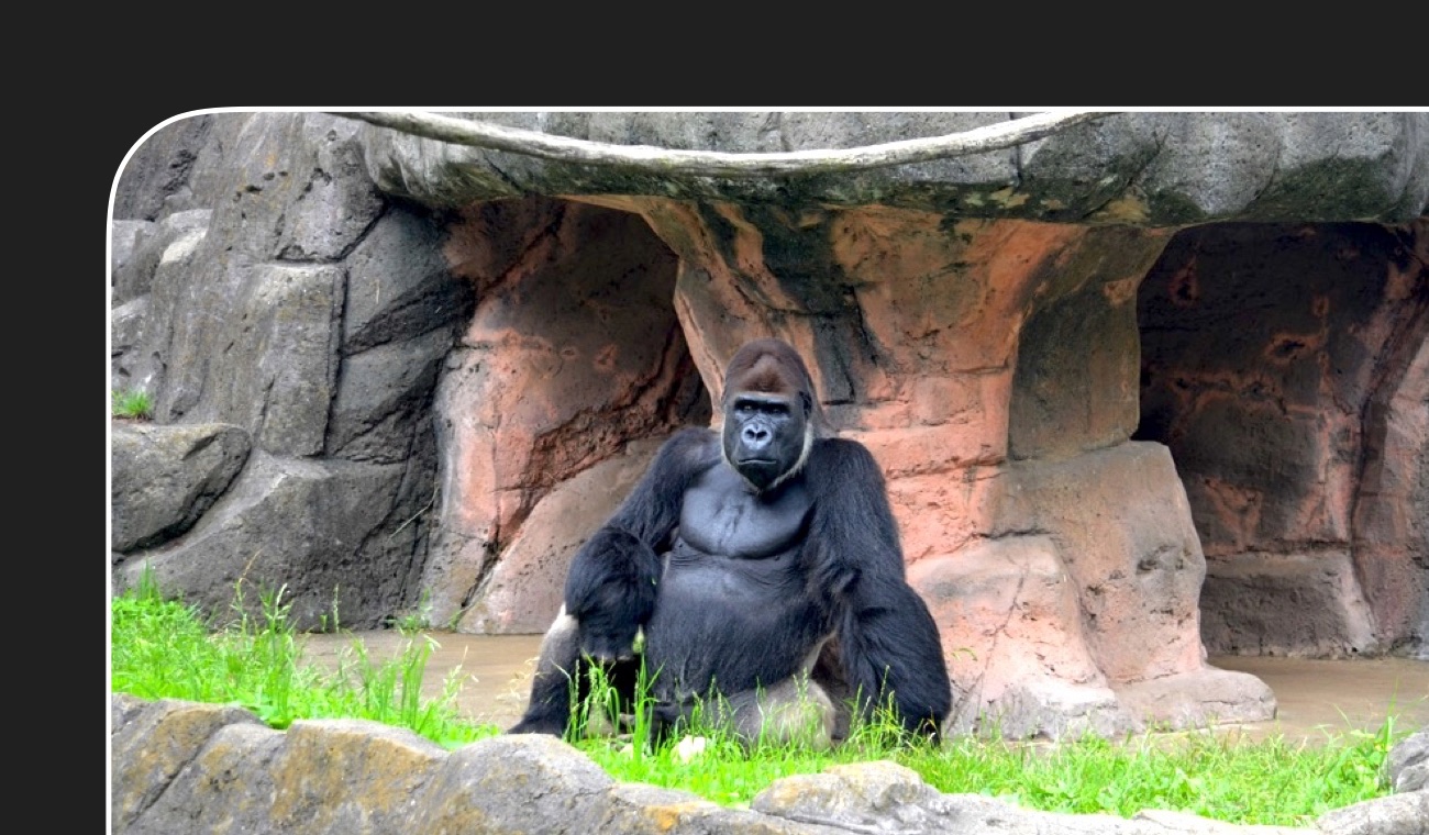 ゴリラの情報 ゴリラのいる動物園 ごりらのせなか