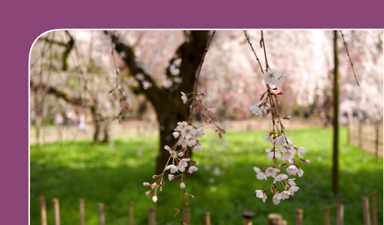 京都の桜