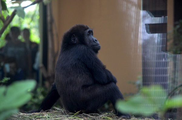 今すぐ会いに行こう 絶滅危惧種 ゴリラ がいる日本の動物園まとめ ごりらのせなか