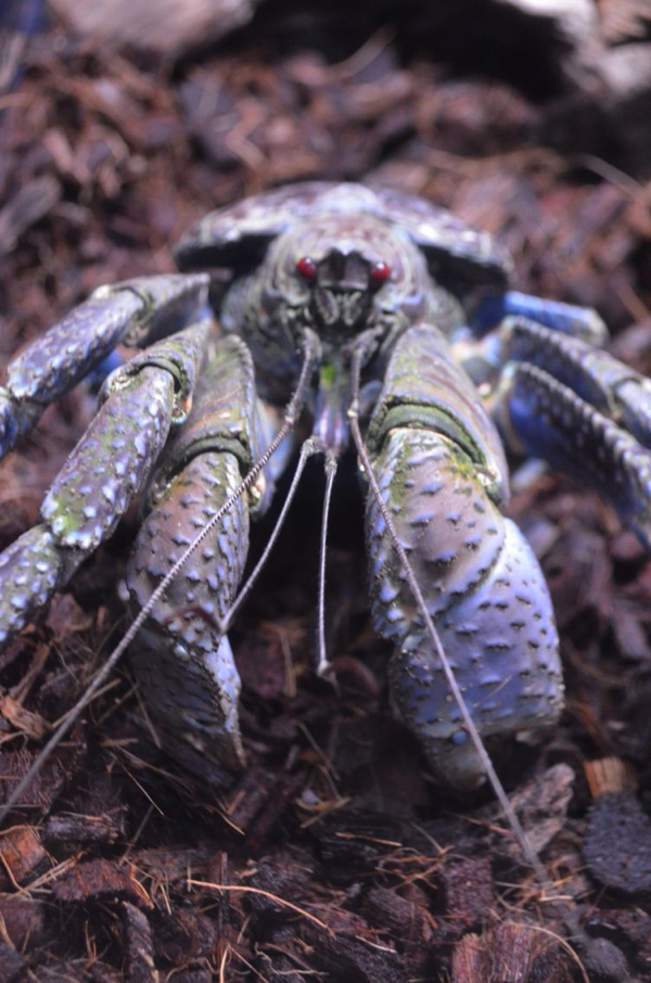 地球外生物のようなヤシガニ!