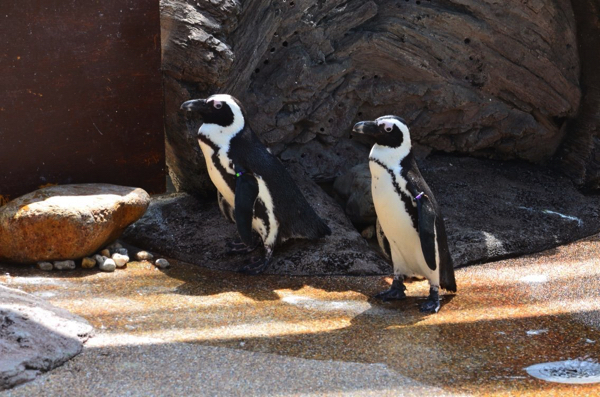 京都の通り名から名付けられたペンギンたち