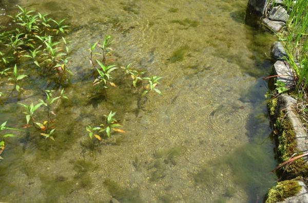 魚が泳いでいる小川