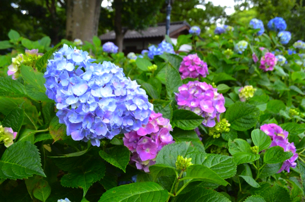 藤森神社のあじさい