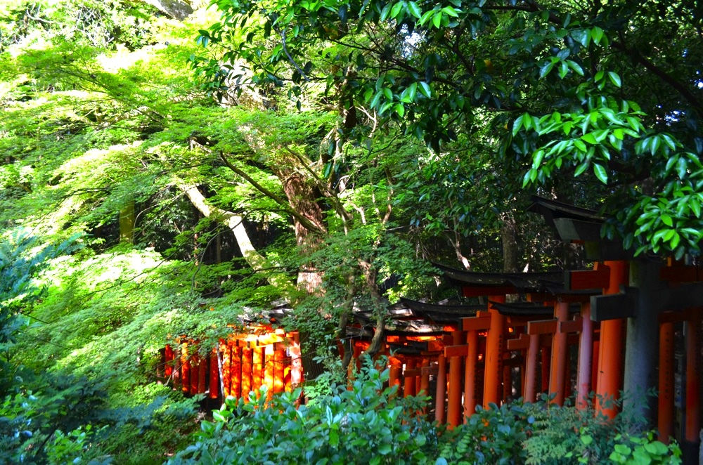 稲荷山に連なる鳥居